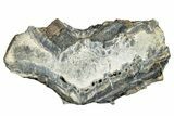 Mammoth Molar Slice With Case - South Carolina #291055-1